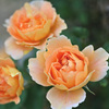 My rose 34