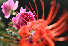 ヒガン薔薇