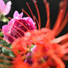 ヒガン薔薇