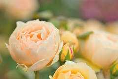 My rose 37
