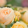 My rose 37