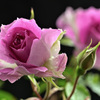 My rose 3