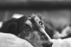 土曜日はダックス