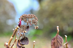色付くものがめっきり減った