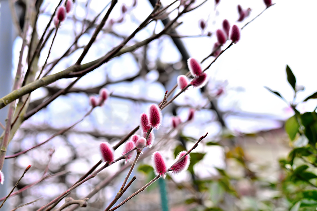 北国にも春の兆し