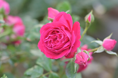 咲き進むバラたち ⑭