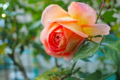 秋バラが咲いた　23