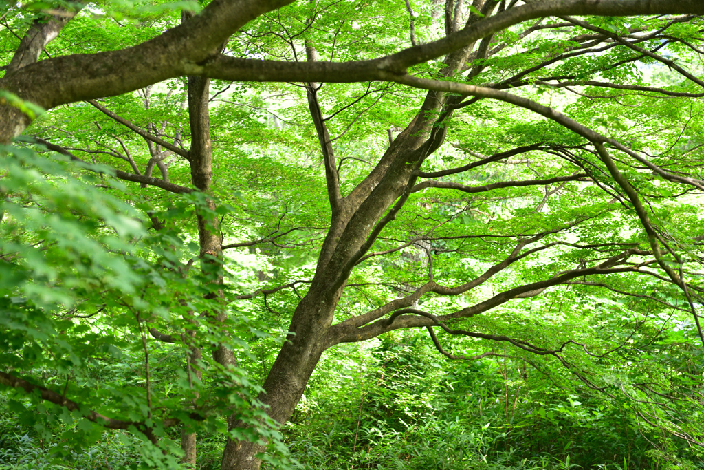 木漏れ日が心地良い