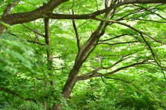 木漏れ日が心地良い