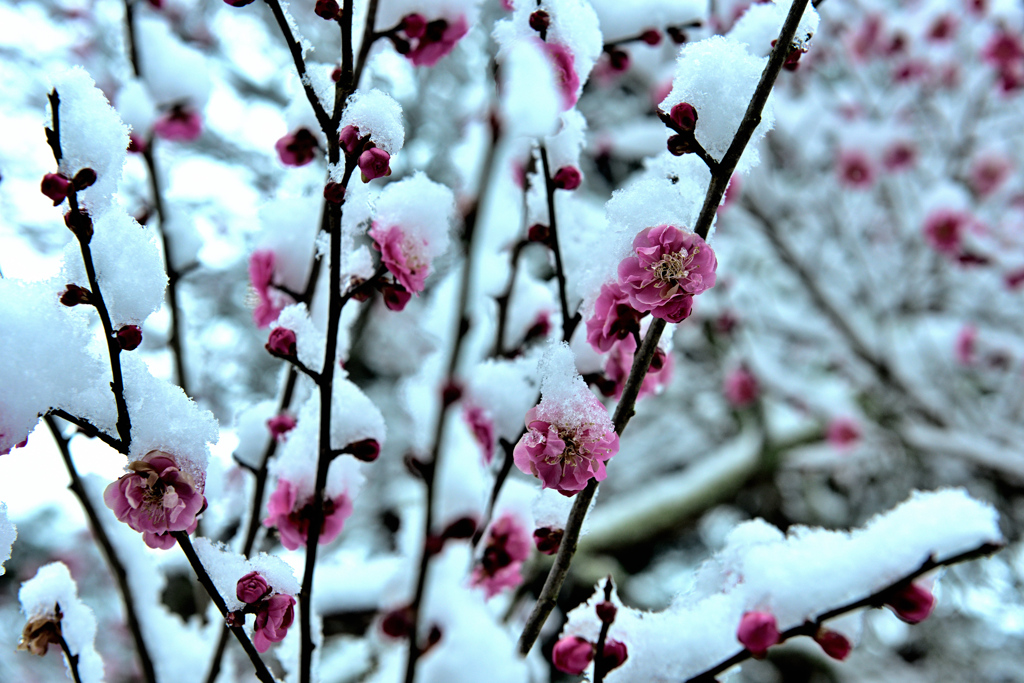 雪中梅 ②