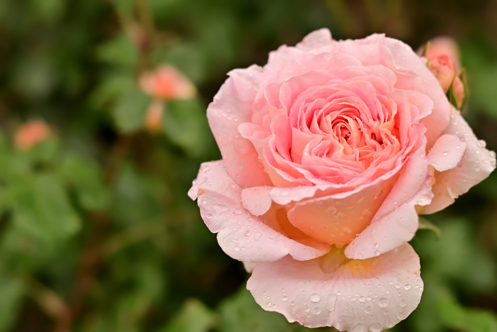 アブラハムダービー