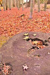 紅葉、最終ラウンドへ