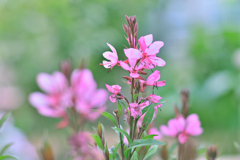 庭の花 コンパクトガウラ