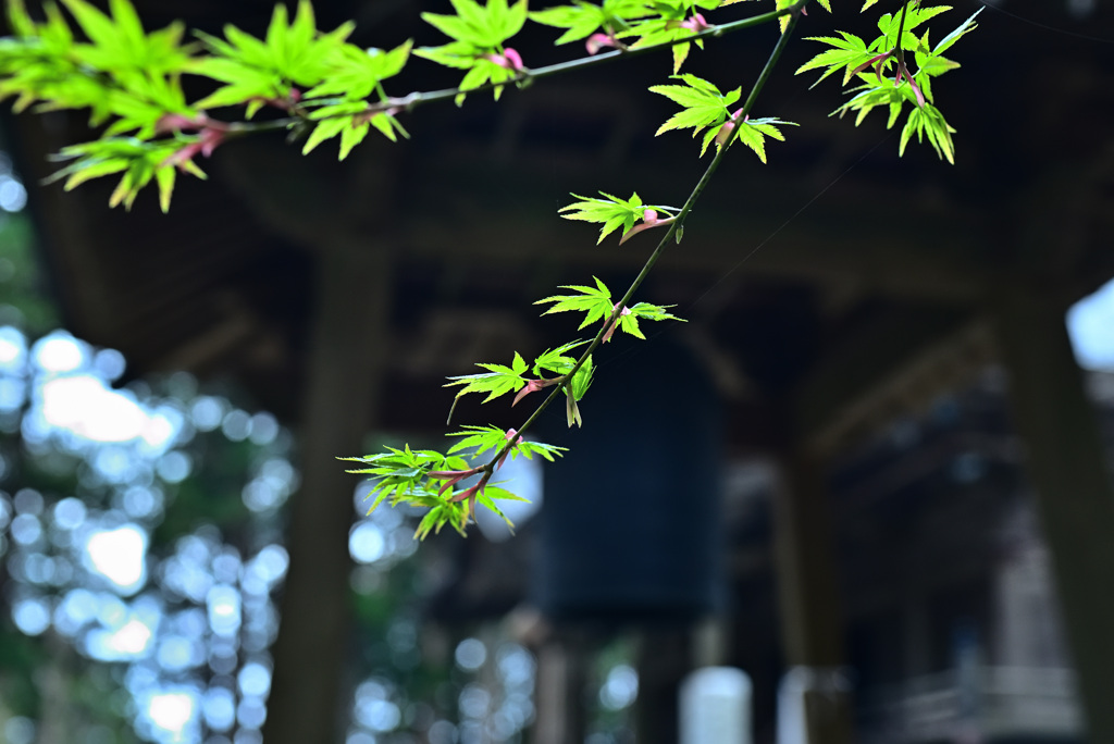 鐘楼堂の青紅葉