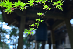 鐘楼堂の青紅葉