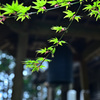 鐘楼堂の青紅葉