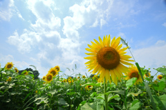 夏の陸奥路 ②