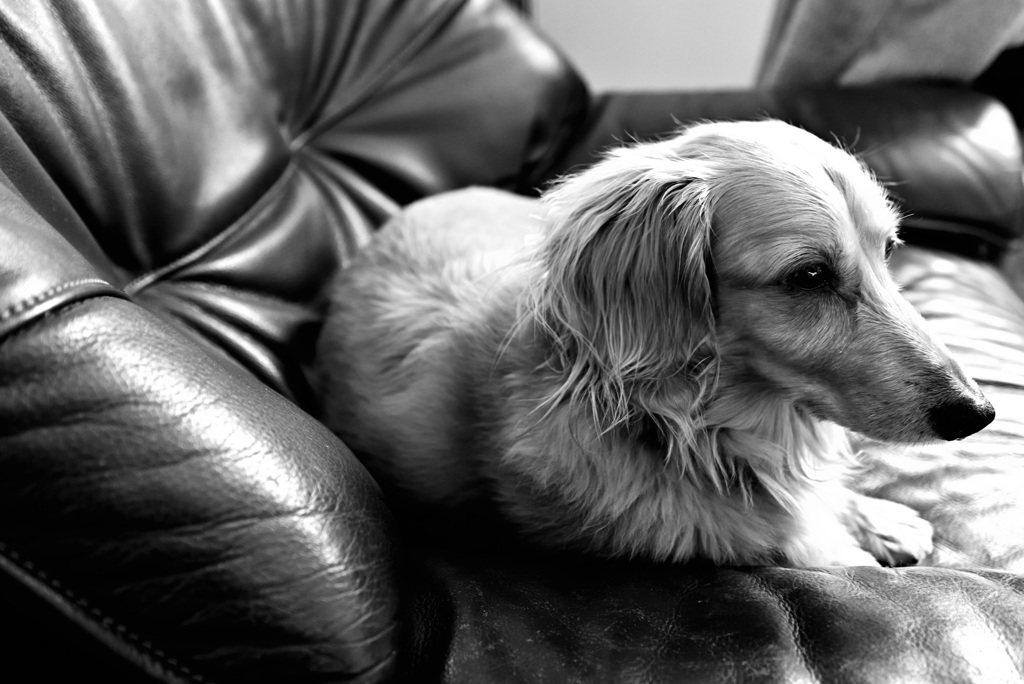 日曜日はダックス