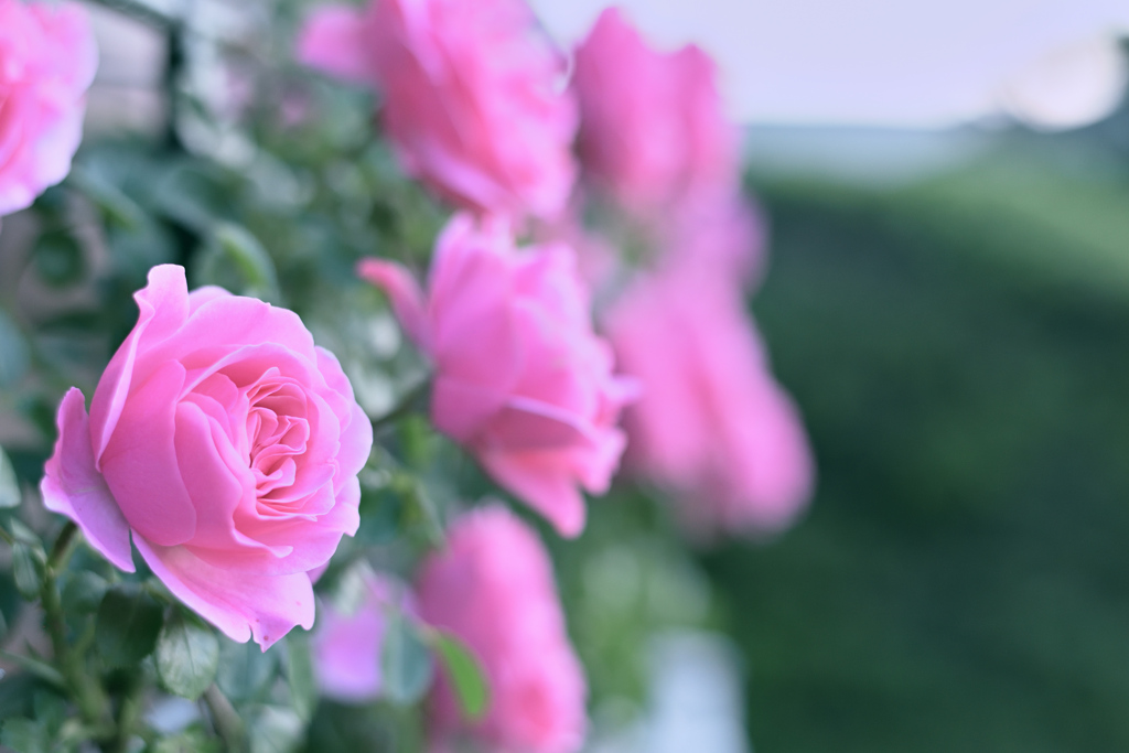 咲き進むバラたち ⑫