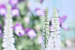 バリアングルは運任せ ①