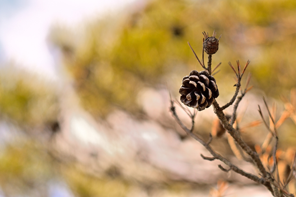 枯れボックリの殺風景