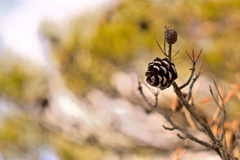 枯れボックリの殺風景