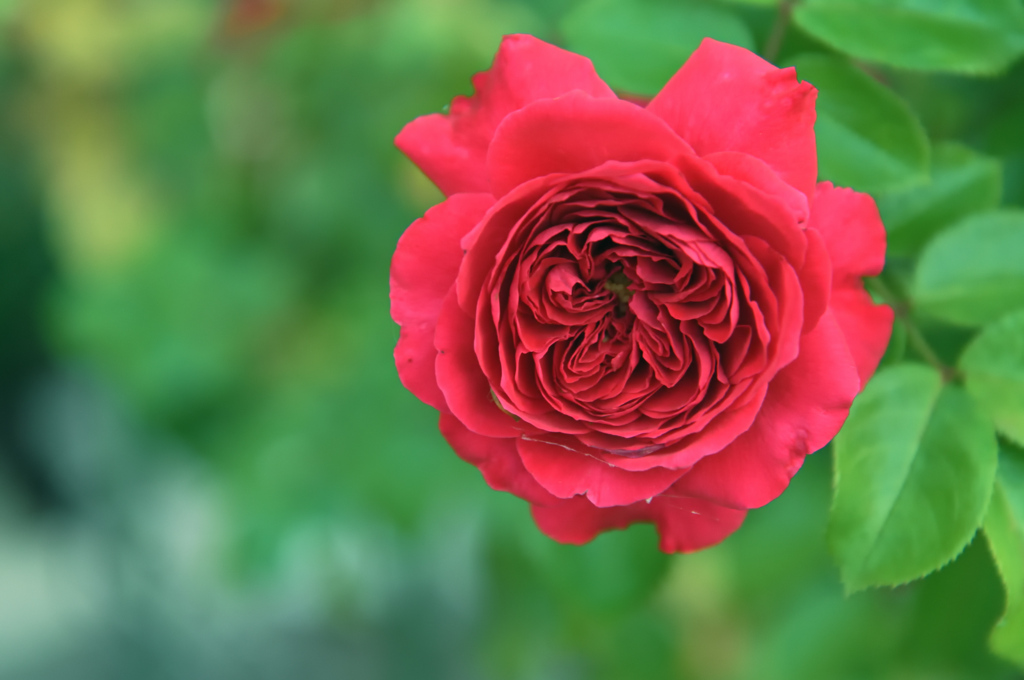 咲き進むバラたち 46