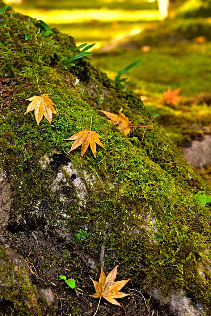 縦構図が多いなぁ