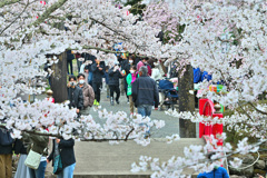 桜祭り 3