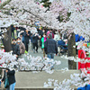 桜祭り 3