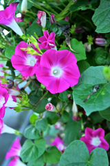 夏の名残り花