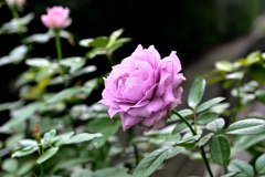 咲き進む秋バラたち ④