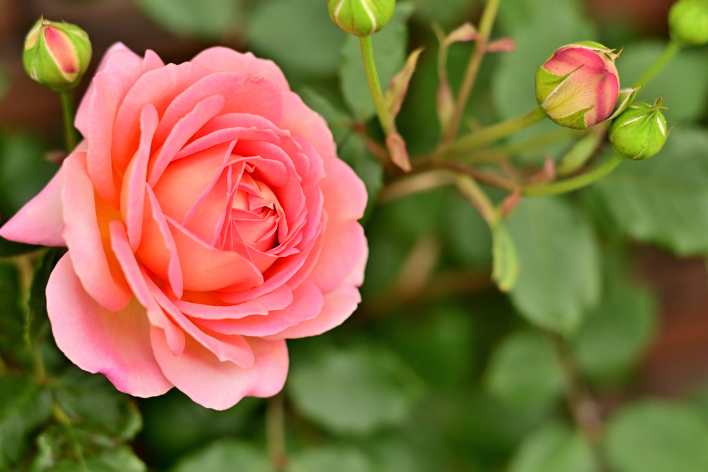 ジュビリーセレブレーション