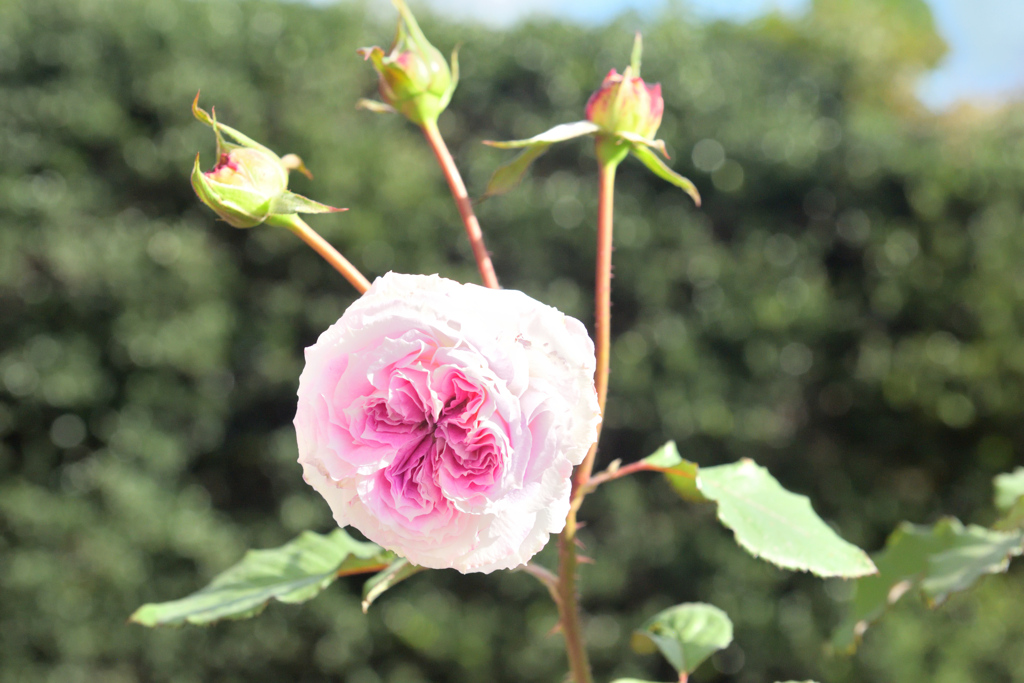 咲き進む秋バラたち ⑰