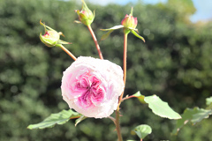 咲き進む秋バラたち ⑰