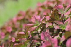 お洒落クローバー