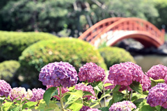 地元神社の紫陽花スポット
