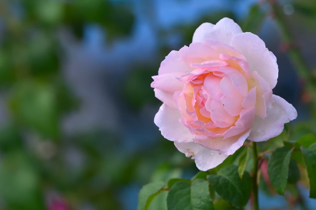  秋バラが咲いた　14