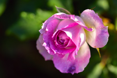 秋バラが咲いた　10