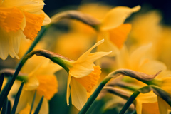 Spring has come! ⑧