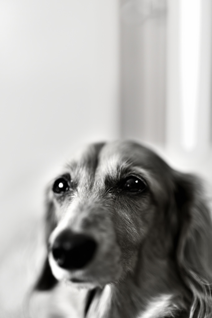 日曜日はダックス