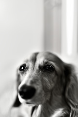 日曜日はダックス