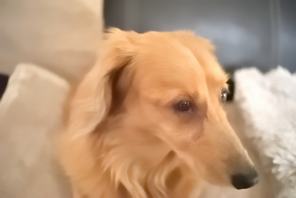 時代を飛び越えたピンボケ