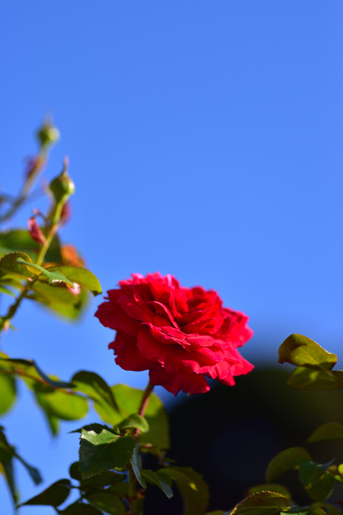 秋バラが咲いた　4