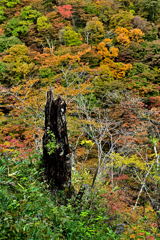 枯れ木も主役を張れる頃 1