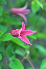 庭に咲いたクレマチス プリンセスダイアナ