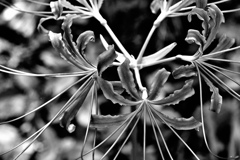 モノクロヒガン