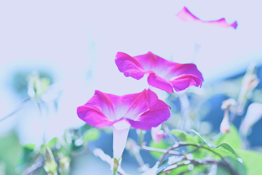夏色遊戯