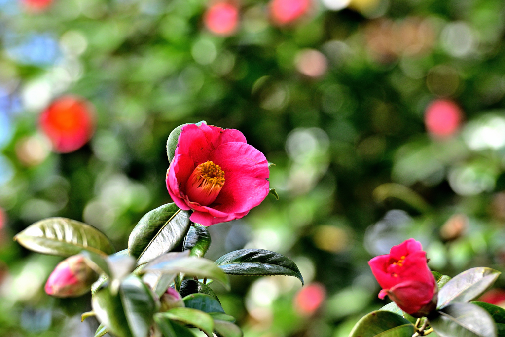 Spring has come! ⑲