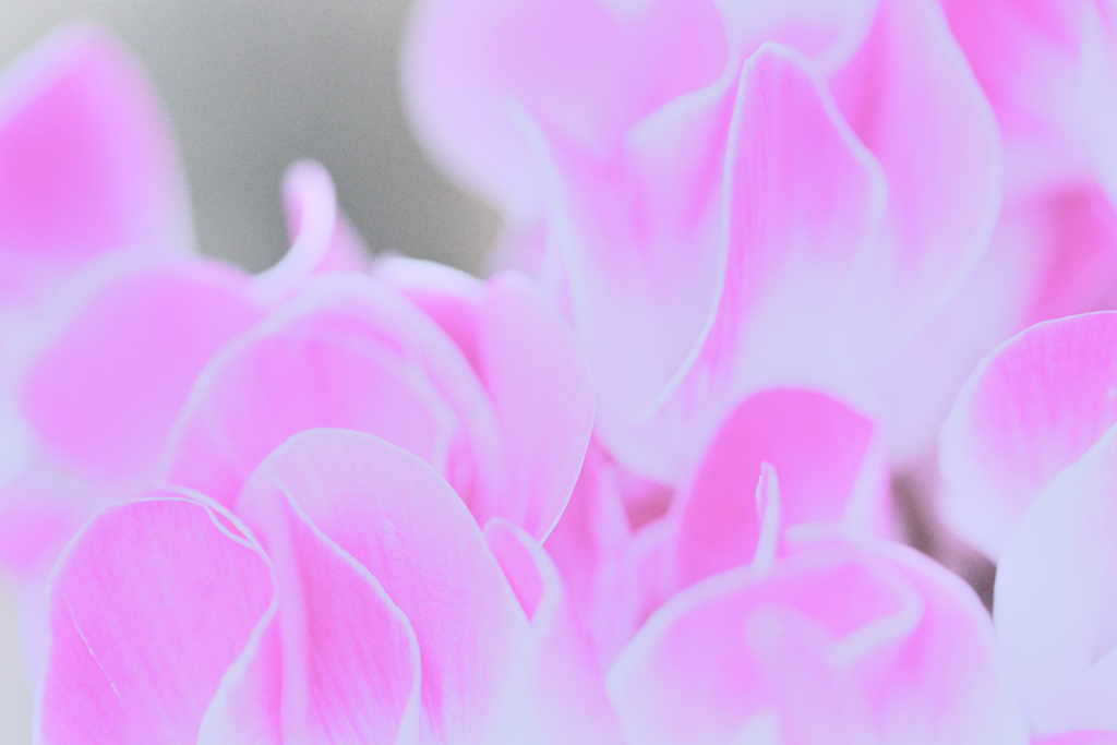 花言葉は憧れ ①